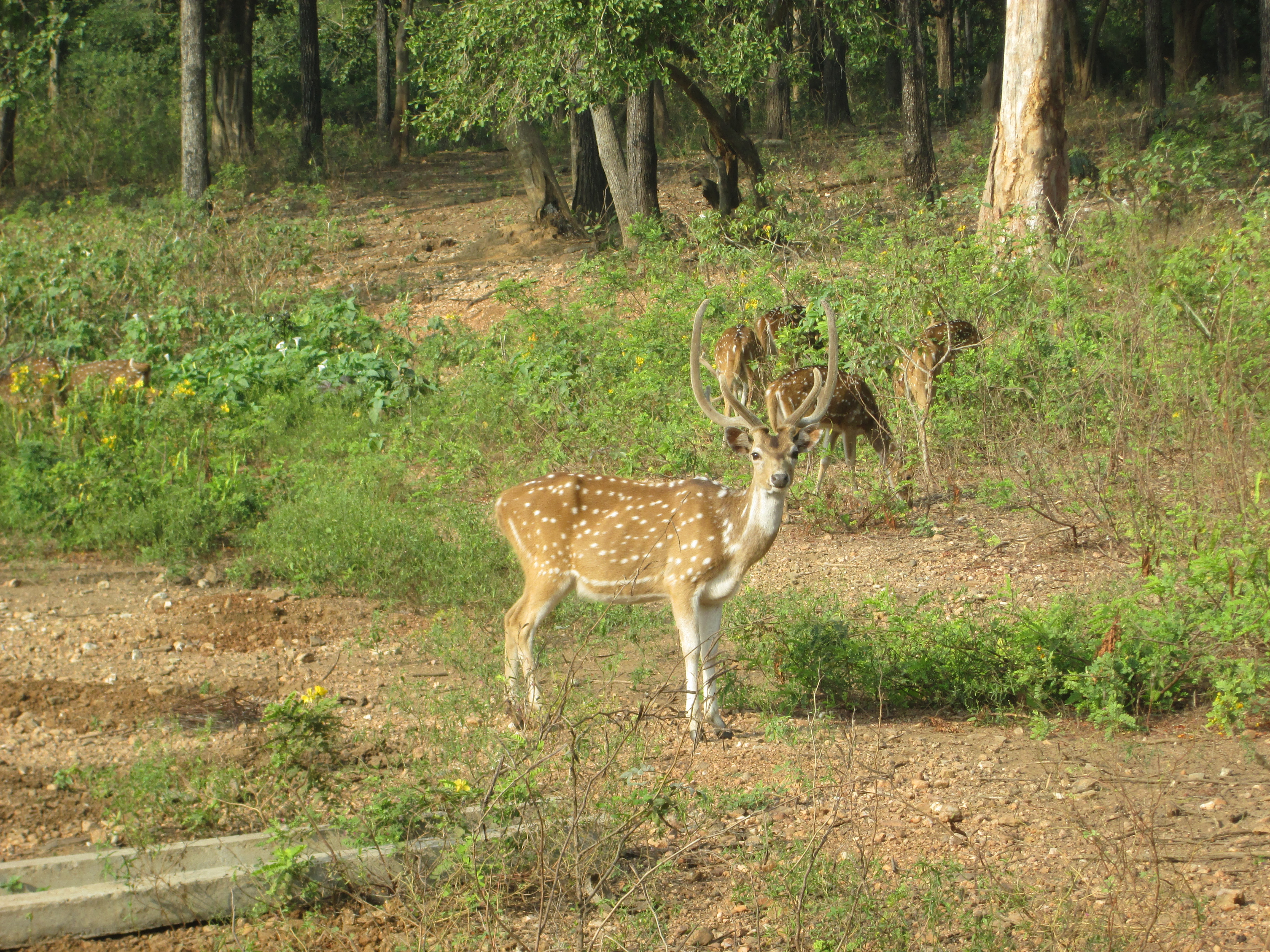 Prostitutes  Deer Park